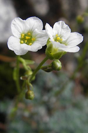 Saxifraga caesia \ Blaugrner Steinbrech / Grey Saxifrage, D Immenstadt 21.6.2011