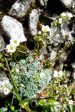 Saxifraga caesia \ Blaugrner Steinbrech / Grey Saxifrage, D Immenstadt 21.6.2011