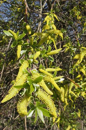 Salix alba \ Silber-Weide / White Willow, D Mannheim 1.4.2012