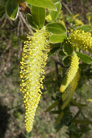 Salix alba \ Silber-Weide / White Willow, D Mannheim 1.4.2012