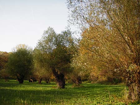 Salix alba \ Silber-Weide / White Willow, D Ketsch 2.11.2014