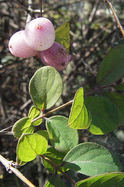 Symphoricarpos x chenaultii \ Bastard-Korallenbeere / Hybrid Coralberry, D Mannheim 4.3.2007