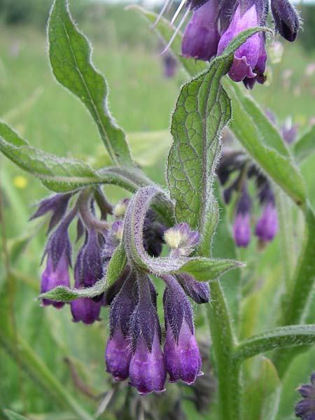 Symphytum officinale \ Gewhnlicher Arznei-Beinwell / Common Comfrey, D Hurlach 8.6.2008