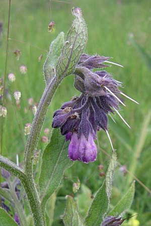 Symphytum officinale \ Gewhnlicher Arznei-Beinwell / Common Comfrey, D Hurlach 8.6.2008