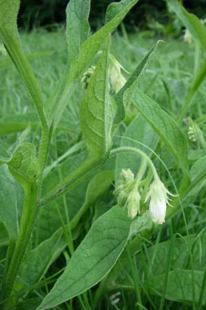 Symphytum tuberosum subsp. tuberosum \ Knotiger Beinwell / Tuberous Comfrey, D Dhaun 16.6.2008