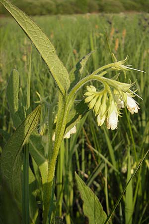 Symphytum officinale \ Gewhnlicher Arznei-Beinwell / Common Comfrey, D Wörth-Büchelberg 23.4.2009