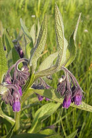 Symphytum officinale, Gewöhnlicher Arznei-Beinwell Symphytum officinale, Gewöhnlicher Arznei-Beinwell