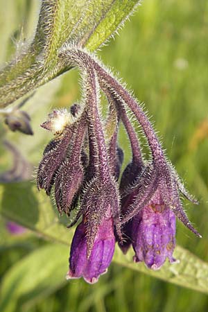 Symphytum officinale \ Gewhnlicher Arznei-Beinwell / Common Comfrey, D Wörth-Büchelberg 23.4.2009