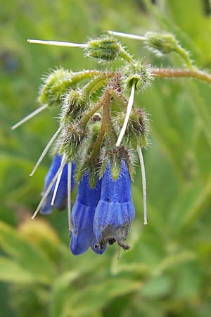 Symphytum asperum \ Rauer Beinwell / Rough Comfrey, D Botan. Gar.  Universit.  Mainz 11.7.2009