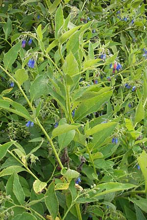 Symphytum asperum \ Rauer Beinwell / Rough Comfrey, D Botan. Gar.  Universit.  Mainz 11.7.2009