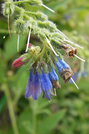 Symphytum asperum \ Rauer Beinwell / Rough Comfrey, D Botan. Gar.  Universit.  Mainz 11.7.2009