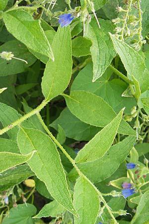 Symphytum asperum \ Rauer Beinwell / Rough Comfrey, D Botan. Gar.  Universit.  Mainz 11.7.2009