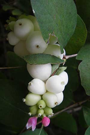 Symphoricarpos albus \ Schneebeere / Snowberry, D Bad Dürkheim 20.9.2009