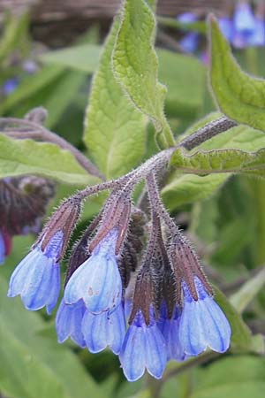 Symphytum caucasicum \ Kaukasus-Beinwell / Caucasian Comfrey, Blue Comfrey, D Krumbach 8.5.2010