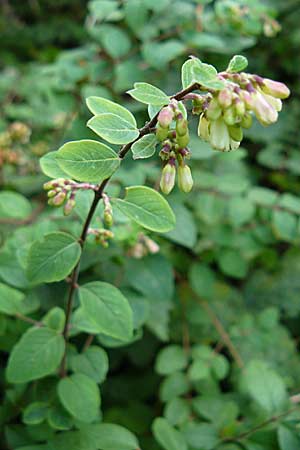 Symphoricarpos x chenaultii \ Bastard-Korallenbeere / Hybrid Coralberry, D Heidelberg 14.9.2008