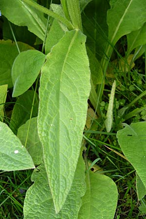 Symphytum caucasicum \ Kaukasus-Beinwell / Caucasian Comfrey, Blue Comfrey, D Krumbach 8.5.2010