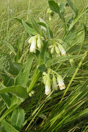 Symphytum bohemicum \ Weier Arznei-Beinwell / Bohemian Comfrey, D Pfalz, Bellheim 23.7.2011