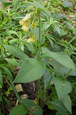 Symphytum tuberosum subsp. tuberosum \ Knotiger Beinwell / Tuberous Comfrey, D Solnhofen 5.6.2012
