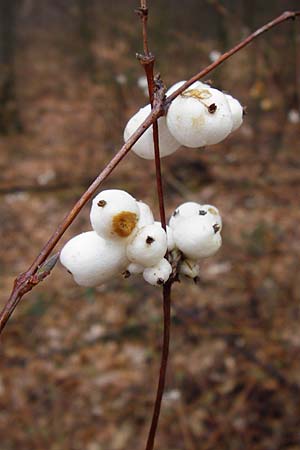 Symphoricarpos albus \ Schneebeere / Snowberry, D Heidelberg 15.3.2014