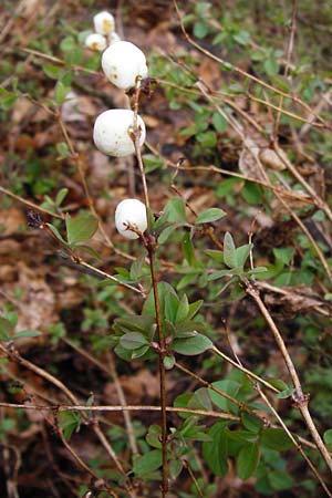 Symphoricarpos albus \ Schneebeere / Snowberry, D Heidelberg 15.3.2014