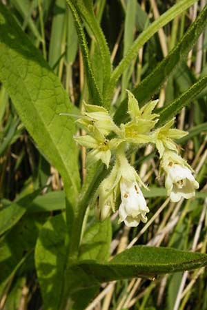 Symphytum bohemicum \ Weier Arznei-Beinwell / Bohemian Comfrey, D Münzenberg 26.7.2014