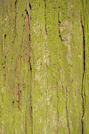 Chamaecyparis lawsoniana \ Lawsons Schein-Zypresse / Lawson False Cypress, Port Orford Cedar, D Weinheim an der Bergstra&szlig;e 17.3.2009