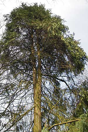 Chamaecyparis lawsoniana \ Lawsons Schein-Zypresse / Lawson False Cypress, Port Orford Cedar, D Weinheim an der Bergstra&szlig;e 17.3.2009