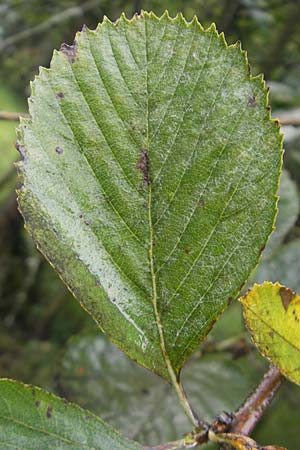 Sorbus schuwerkiorum \ Schuwerks Mehlbeere / Schuwerk's Whitebeam, D Greding 5.8.2011