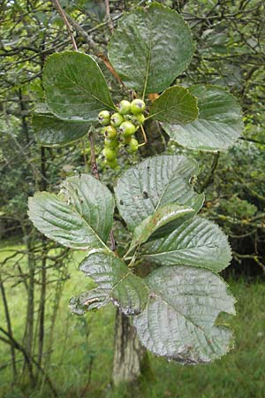 Sorbus schuwerkiorum \ Schuwerks Mehlbeere / Schuwerk's Whitebeam, D Greding 5.8.2011