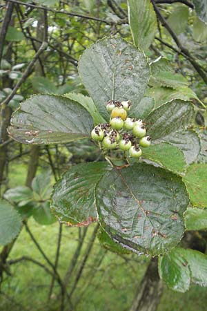 Sorbus schuwerkiorum \ Schuwerks Mehlbeere / Schuwerk's Whitebeam, D Greding 5.8.2011