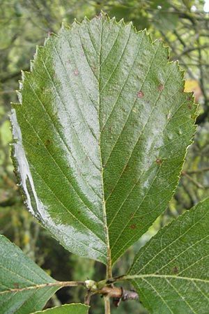 Sorbus schuwerkiorum \ Schuwerks Mehlbeere / Schuwerk's Whitebeam, D Greding 5.8.2011