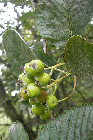 Sorbus schuwerkiorum \ Schuwerks Mehlbeere / Schuwerk's Whitebeam, D Greding 5.8.2011