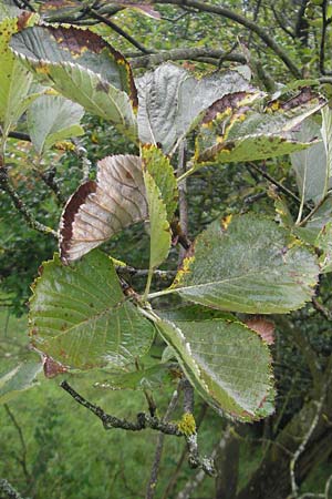 Sorbus schuwerkiorum \ Schuwerks Mehlbeere / Schuwerk's Whitebeam, D Greding 5.8.2011
