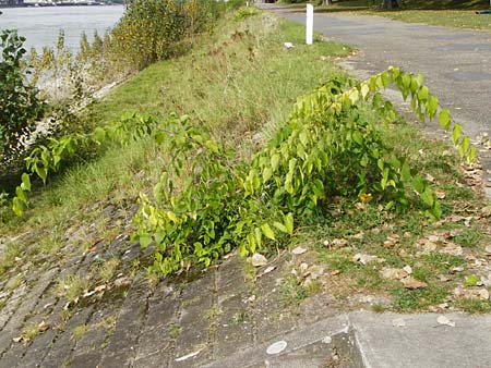 Celtis australis \ Europischer Zrgelbaum, Sdlicher Zrgelbaum / European Nettle Tree, D Mannheim 28.9.2014