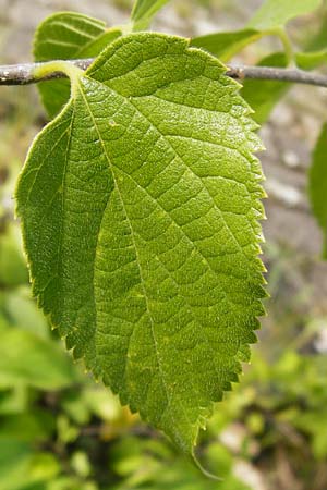 Celtis australis \ Europischer Zrgelbaum, Sdlicher Zrgelbaum / European Nettle Tree, D Mannheim 28.9.2014