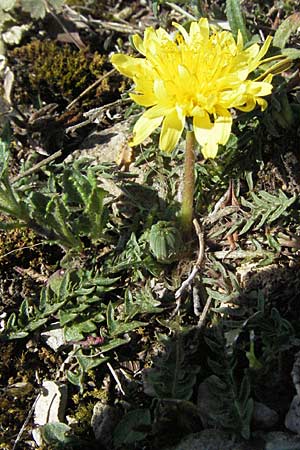 Taraxacum rubicundum \ Gerteter Lwenzahn / Reddened Dandelion, D Karlstadt 14.4.2007