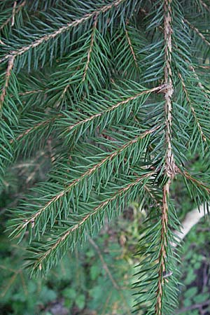 Picea abies \ Fichte, Rottanne / Norway Spruce, D Odenwald, Schönau 26.4.2007