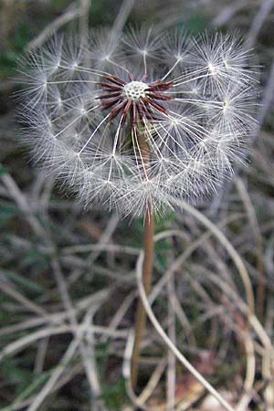 Taraxacum rubicundum \ Gerteter Lwenzahn / Reddened Dandelion, D Karlstadt 30.4.2007