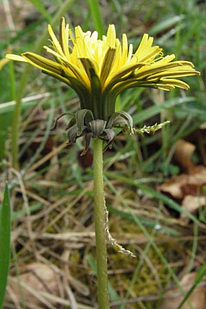 Taraxacum sect. Erythrosperma \ Schwielen-Lwenzahn, Heide-Lwenzahn / Lesser Dandelion, D Neuleiningen 8.5.2007
