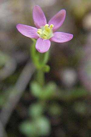 Centaurium pulchellum \ Kleines Tausendgldenkraut / Branched Centaury, D Germersheim-Lingenfeld 28.7.2007