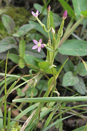 Centaurium pulchellum \ Kleines Tausendgldenkraut / Branched Centaury, D Germersheim-Lingenfeld 28.7.2007