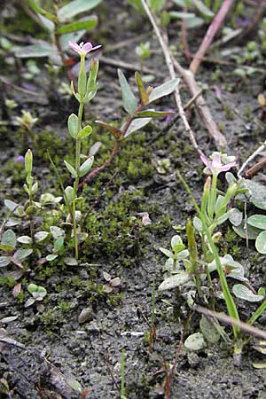 Centaurium pulchellum \ Kleines Tausendgldenkraut / Branched Centaury, D Germersheim-Lingenfeld 28.7.2007