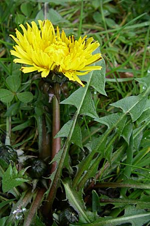 Taraxacum debrayi \ Debrays Lwenzahn / Debray's Dandelion, D Karlsruhe 19.4.2008