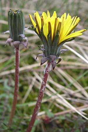 Taraxacum bellicum \ Pflaumenfarbener Lwenzahn / Plum-Colored Dandelion, D Karlsruhe 19.4.2008