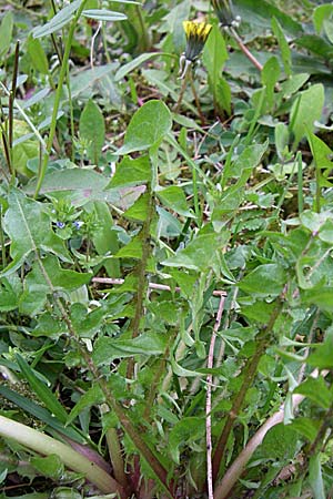 Taraxacum aequilobum ? \ Gleichlappiger L�wenzahn / Twisted-Bracted Dandelion, D Weinheim an der Bergstra&szlig;e 21.4.2008