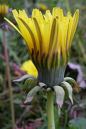 Taraxacum aequilobum ? \ Gleichlappiger L�wenzahn / Twisted-Bracted Dandelion, D Weinheim an der Bergstra&szlig;e 21.4.2008