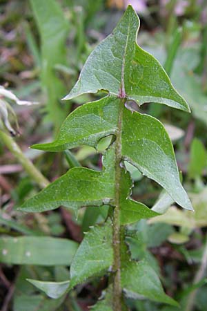 Taraxacum aequilobum ? \ Gleichlappiger L�wenzahn / Twisted-Bracted Dandelion, D Weinheim an der Bergstra&szlig;e 21.4.2008