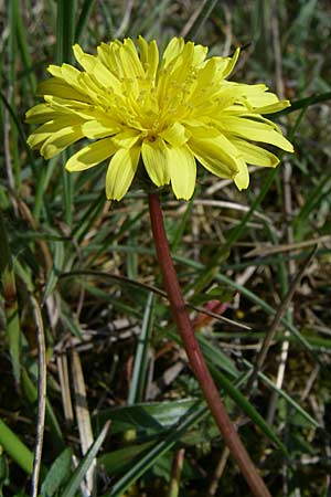 Taraxacum rubicundum \ Gerteter Lwenzahn / Reddened Dandelion, D Rheinhessen, Frei-Laubersheim 26.4.2008