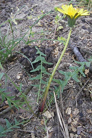 Taraxacum lacistophyllum \ Geschlitztblttriger Lwenzahn, D Sandhausen 2.5.2009