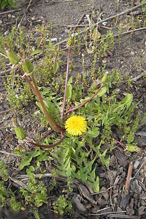Taraxacum floccosum ? \ Lilahlliger Lwenzahn, D Gau-Bickelheim 29.4.2010